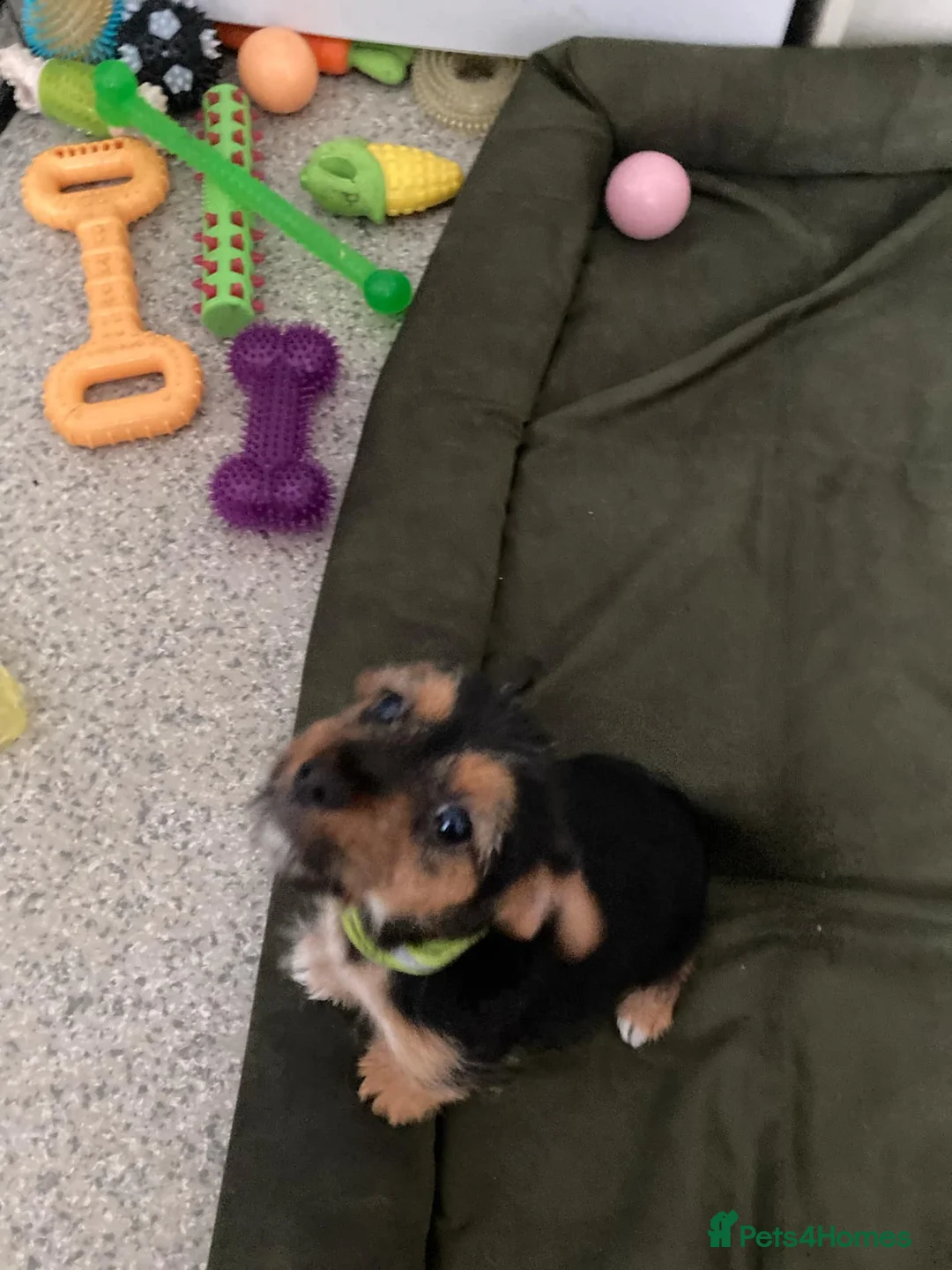 Jack Russell dogs for sale: Jack Russell  - Advert 3