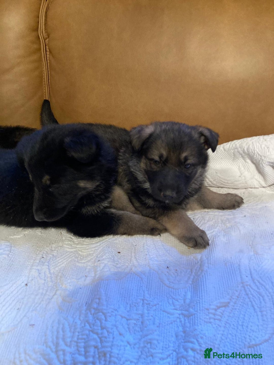 German Shepherd dogs for sale: Beautiful German shepherd Puppies - Advert 3