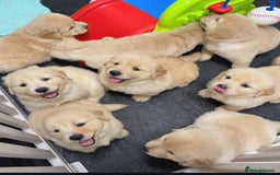 Golden Retriever dogs for sale: Sweet golden retriever puppies  - Image 5