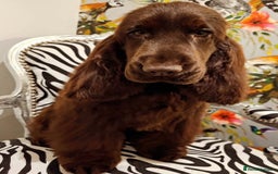 Cocker Spaniel dogs for sale: VERY SPECIAL SOLID CHOCOLATE SHOW TYPE MALE - Image 3