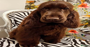 Cocker Spaniel dogs - Advert 3