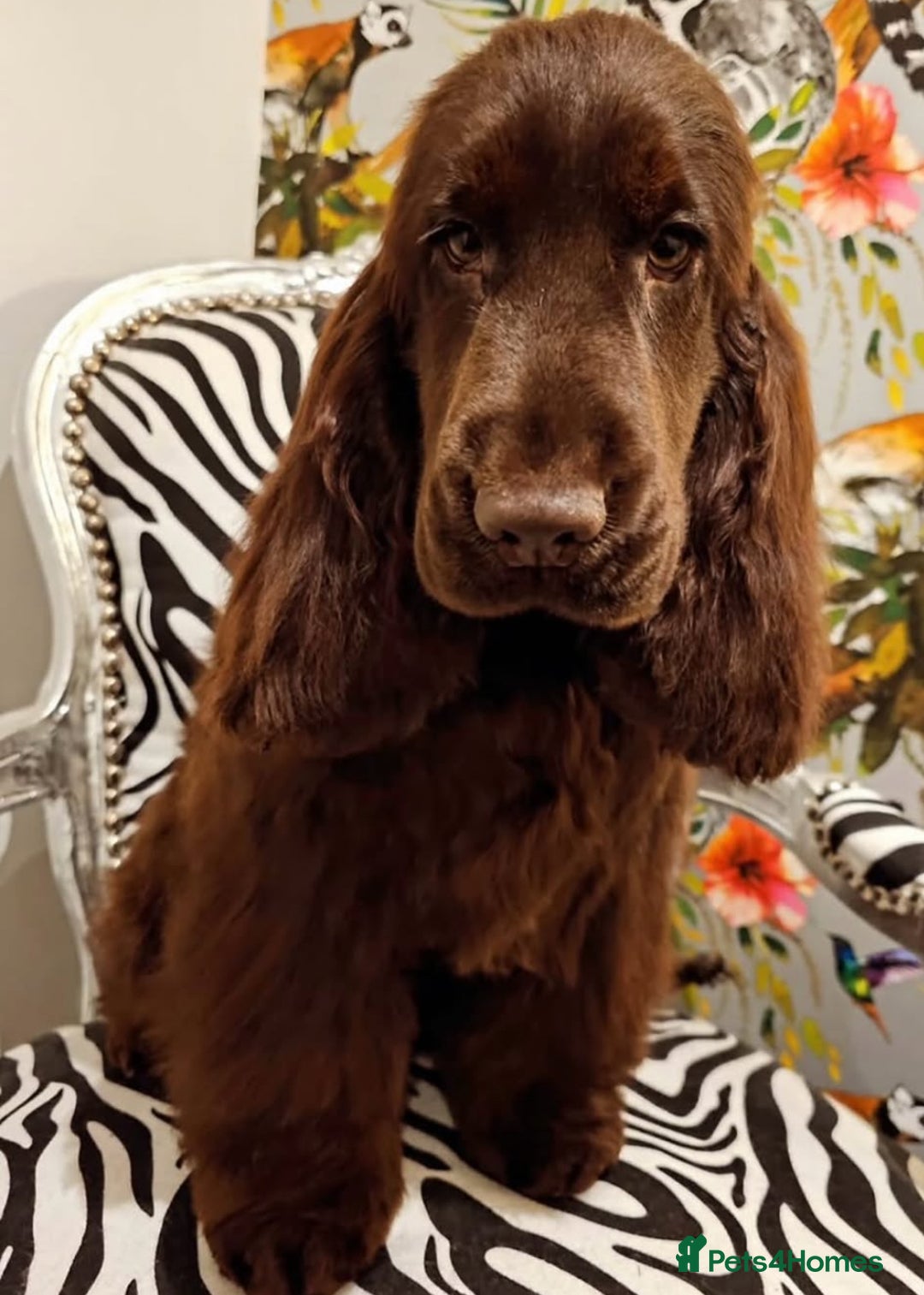 Cocker Spaniel dogs for sale: VERY SPECIAL SOLID CHOCOLATE SHOW TYPE MALE - Image 3