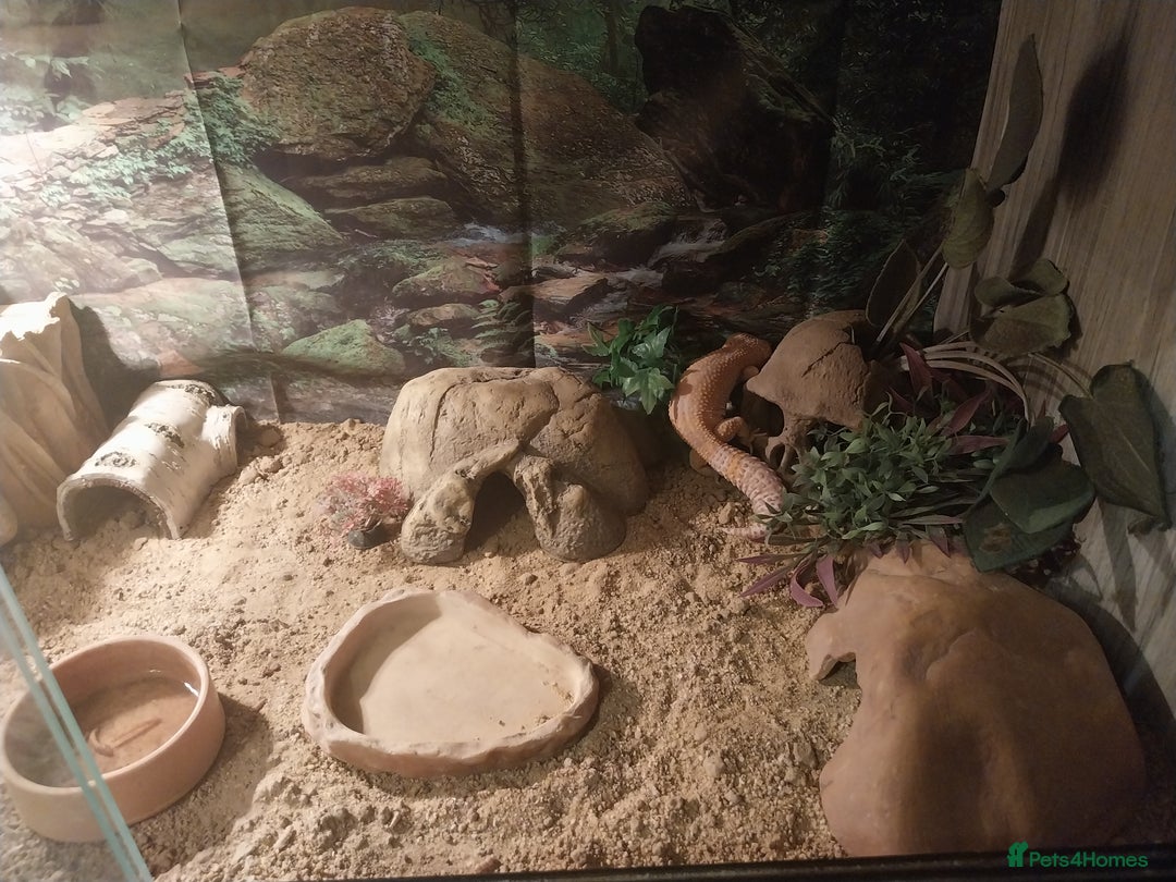 Leopard Gecko reptiles for sale: 3 leopard gecko with tank and table - Advert 5