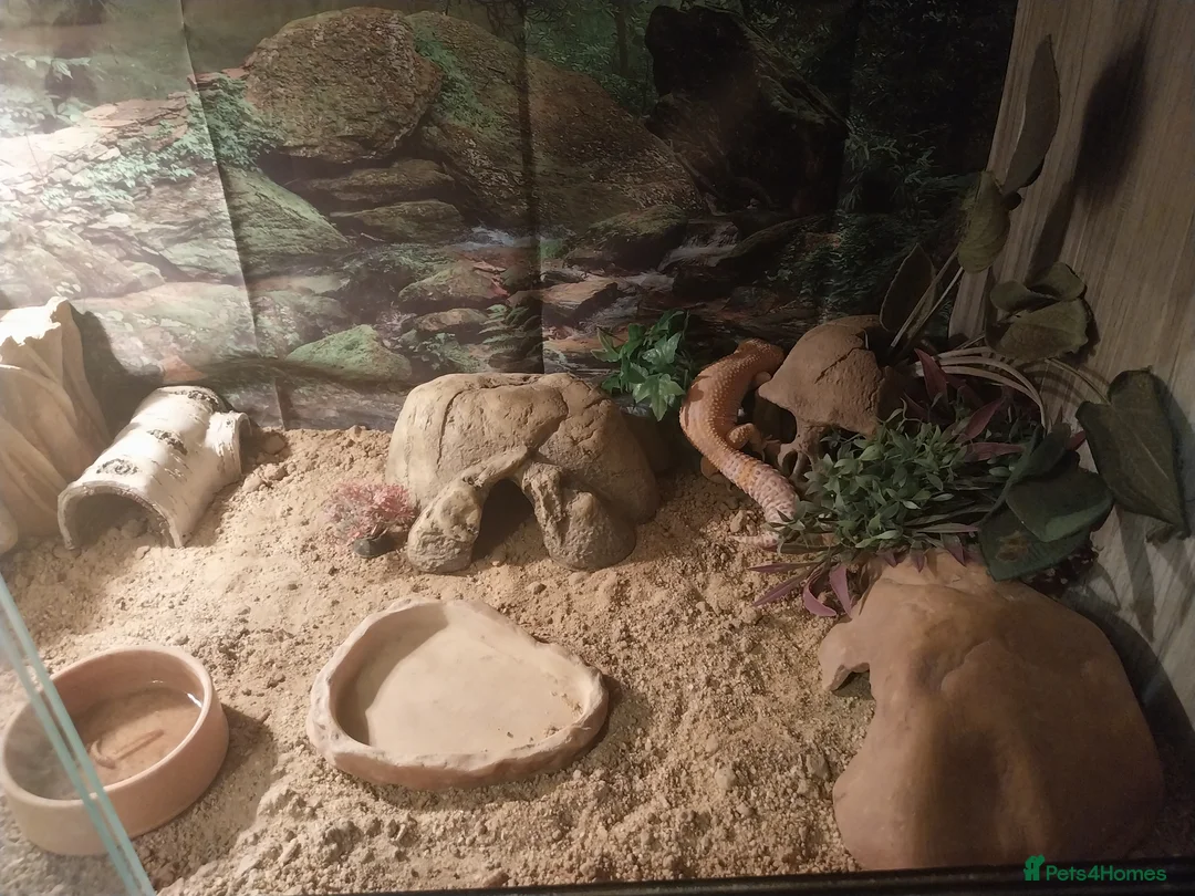 Leopard Gecko reptiles for sale: 3 leopard gecko full setup - Advert 5