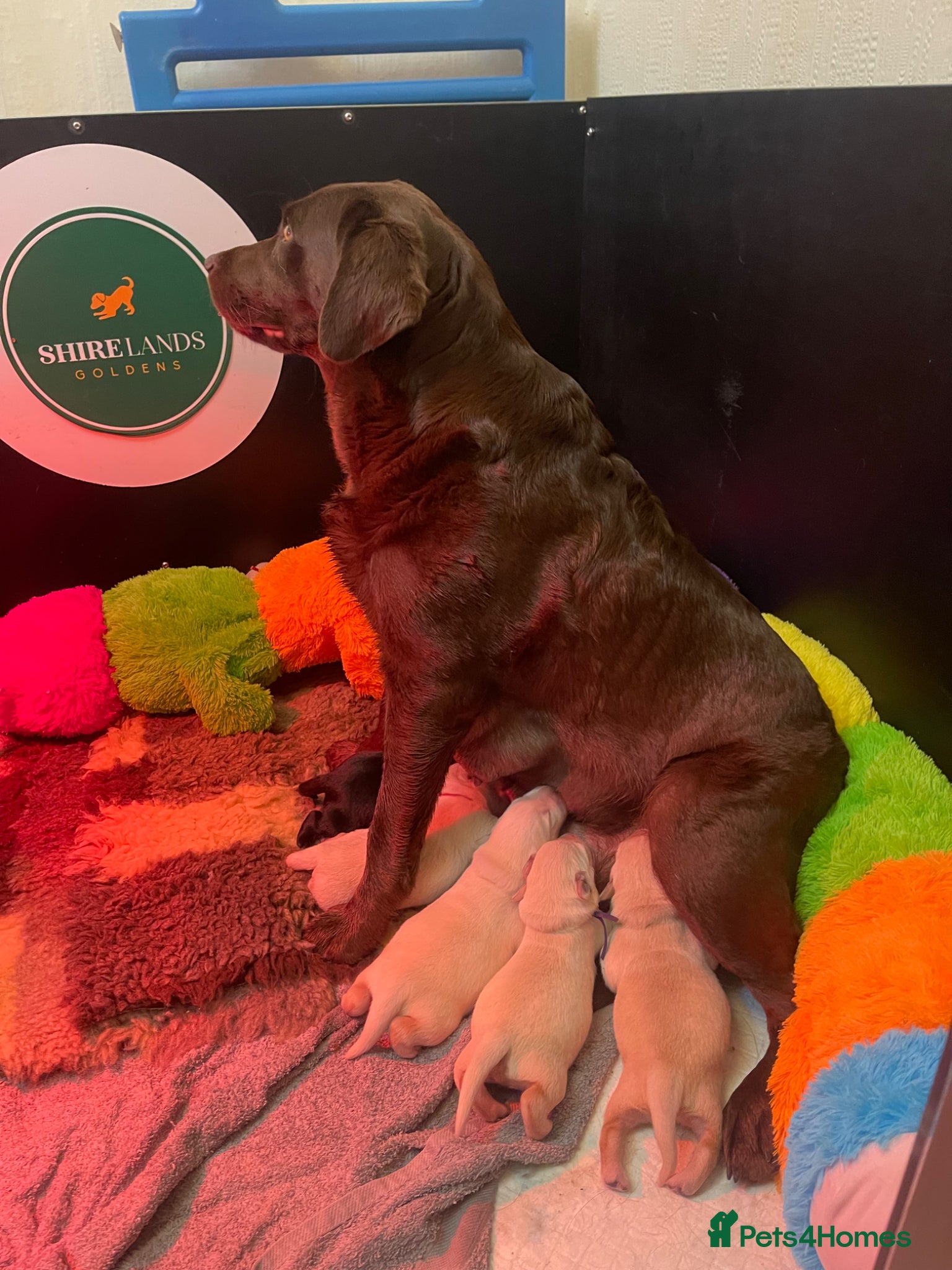 Goldador dogs Stunning Goldador Puppies  - Advert 17
