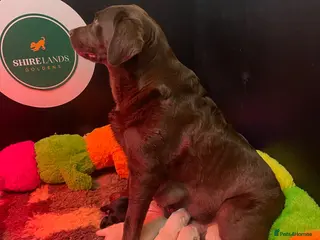 Goldador dogs Stunning Goldador Puppies - Advert 17