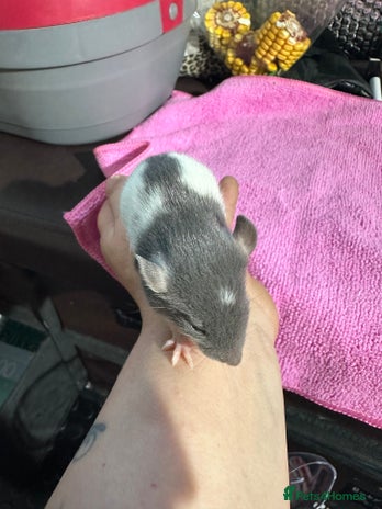 Rat rodents in Barnsley - Advert 16