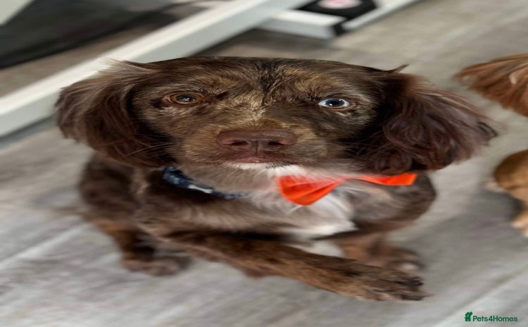 Sprocker dogs - Advert 16