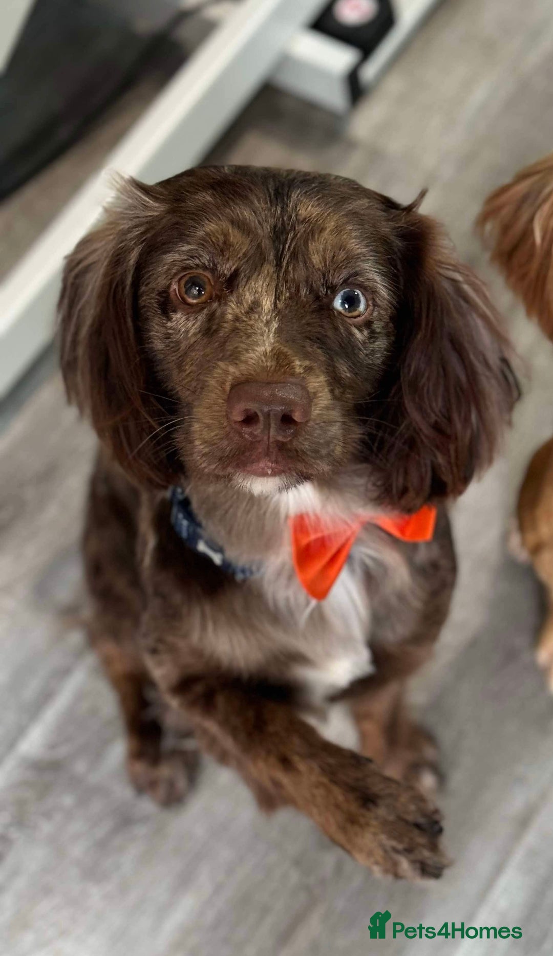 Sprocker dogs for stud: Merle Sprocker for stud - Image 1