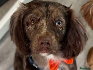 Sprocker dogs - Advert 1