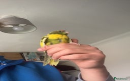 Parakeets birds for sale: Beautiful 7 week old Kakarikis - Advert 2