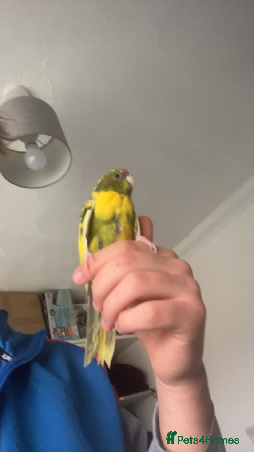Parakeets birds for sale: Beautiful 7 week old Kakarikis - Advert 2