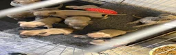Whippet dogs for sale: Beautiful Blue brindle whippets for sale  - Advert 6