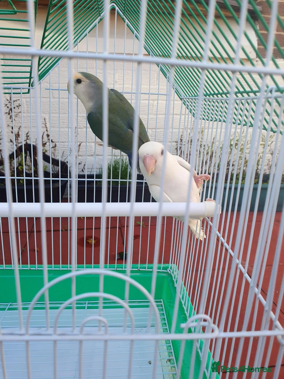 Lovebirds birds for sale: Lovebirds for sale  - Advert 2
