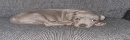 Staffordshire Bull Terrier dogs for stud: Male staff - Advert 2