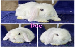 Mini Lop rabbits for sale: Pure breed mini lop  - Image 6