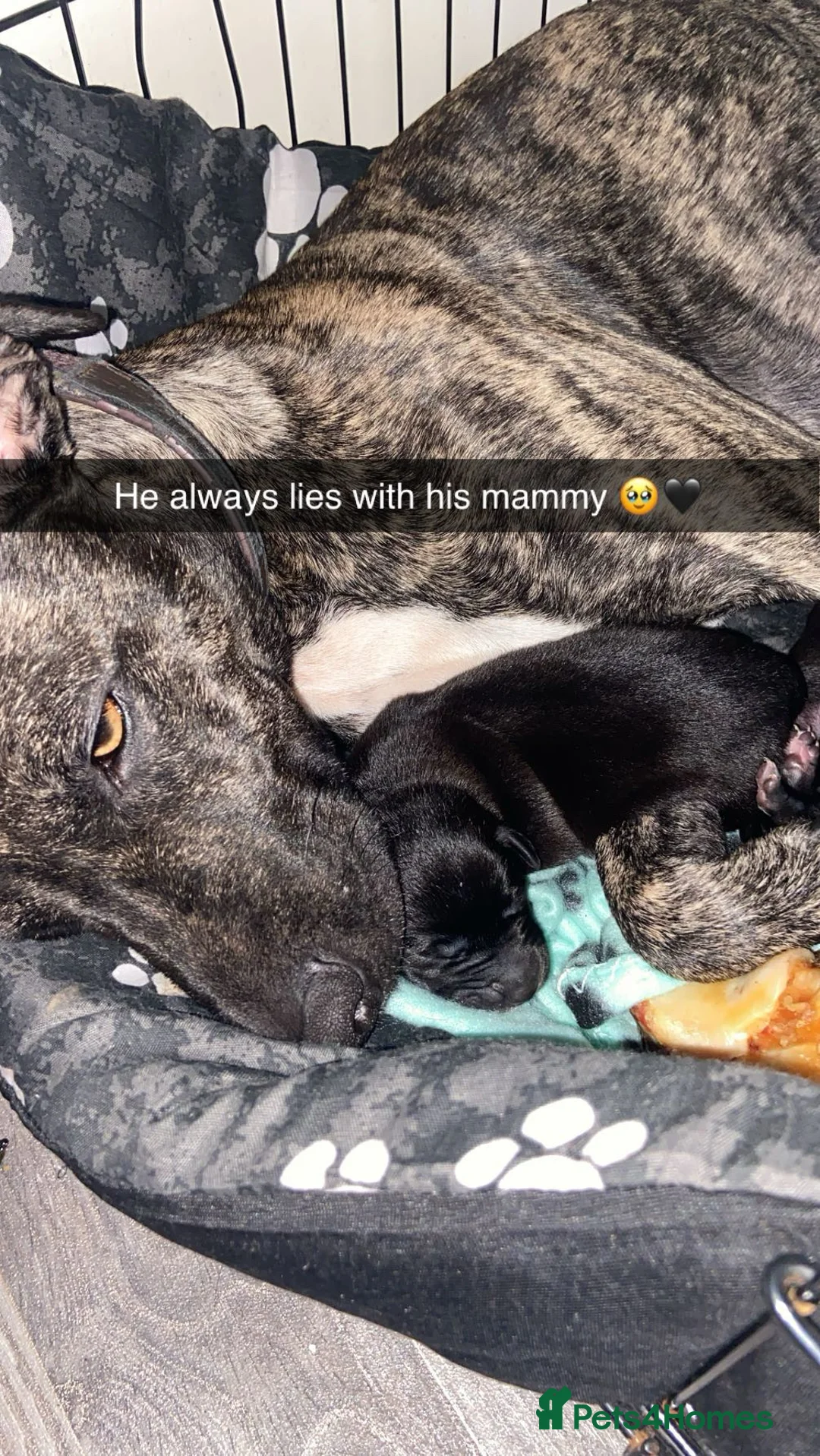 Mixed Breed dogs for sale: Whippet bull malinois X Malinois  - Advert 12