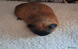 Guinea Pig rodents for sale: BEAUTIFUL PURE CALIFORNIAN BOARS  - Image 2