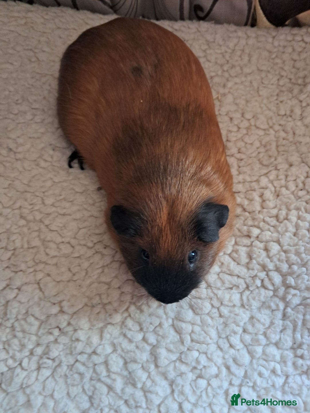 Guinea Pig rodents for sale: BEAUTIFUL PURE CALIFORNIAN BOARS  - Image 2