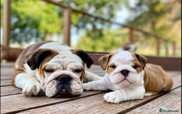English Bulldog dogs for sale: Purebred English Bulldogs - Image 15