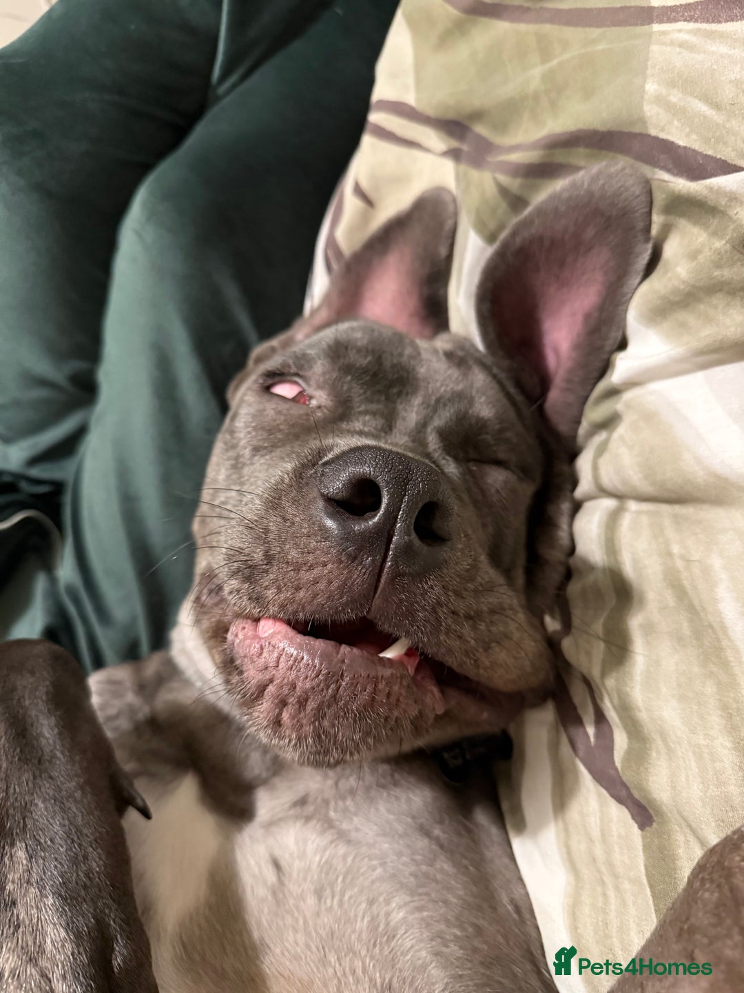 Mixed Breed dogs for sale: Cane Corso x Great Dane  - Advert 21