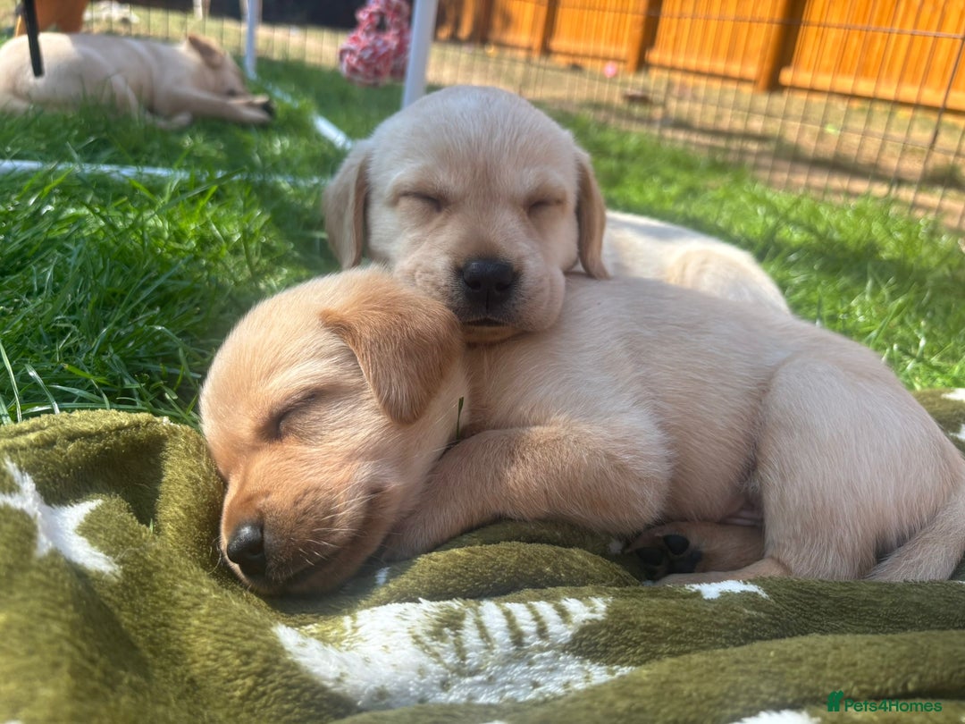 Labrador Retriever dogs for sale: Home bred working Labrador puppies - Image 38