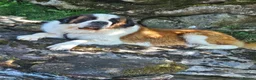 Saint Bernard dogs for stud: Saint Bernard Stud KC registered  in Stanley - Advert 3