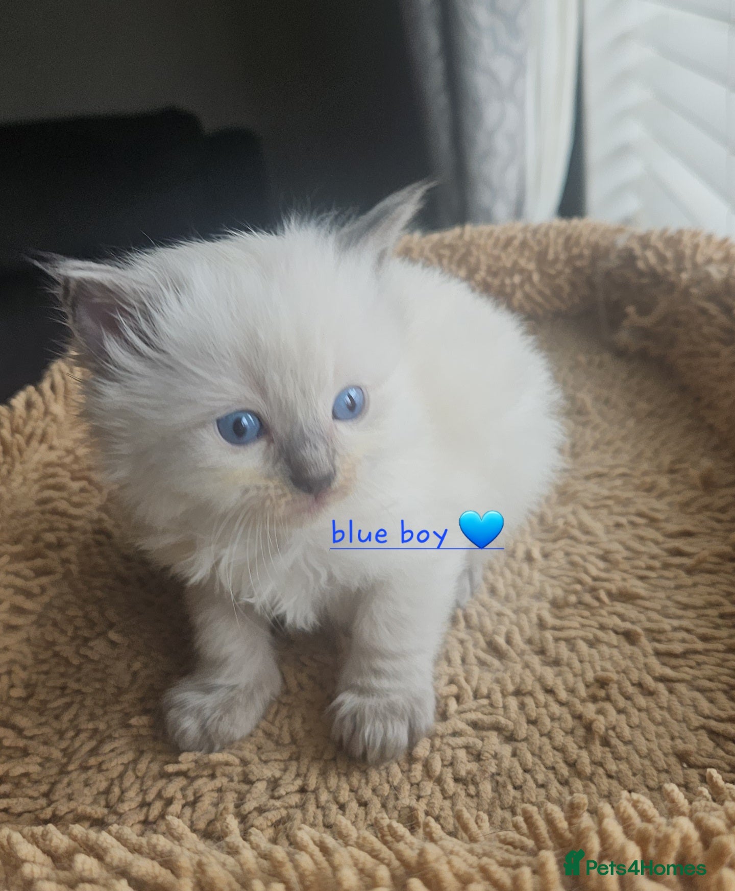 Ragdoll cats Ragdoll kittens 😸  - Advert 9