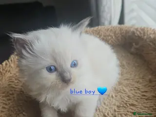 Ragdoll cats Ragdoll kittens 😸 *1 girl 1 boy left* - Advert 4