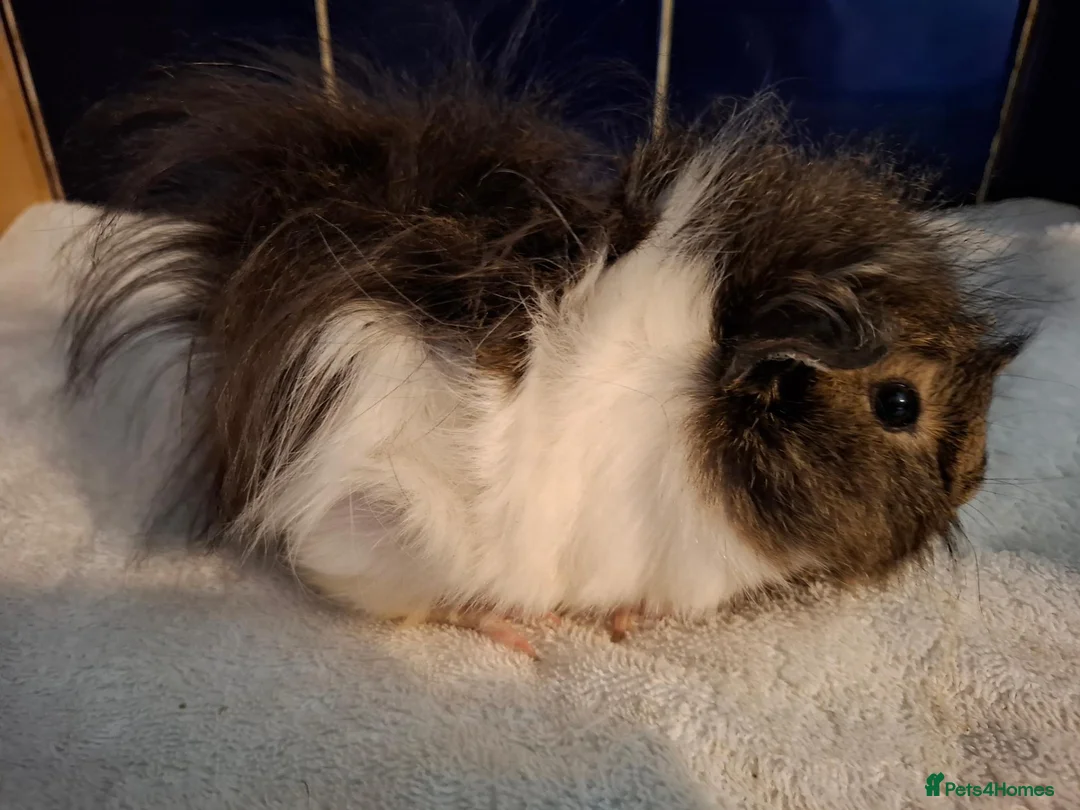 Guinea Pig rodents for sale: Pretty Female Guinea-pigs Ready Now  - Advert 4