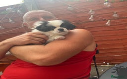 Pekingese dogs for sale: Fred  - Advert 3