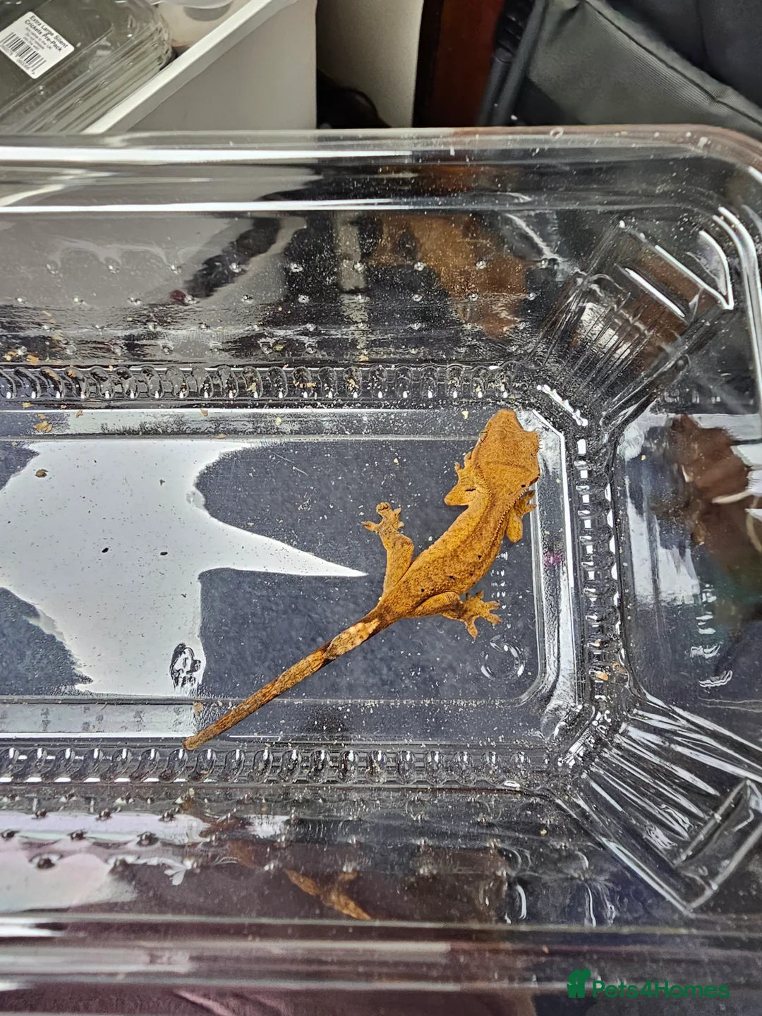 Leopard Gecko reptiles for sale: Baby leopard geckos , cresties and royals  - Advert 12