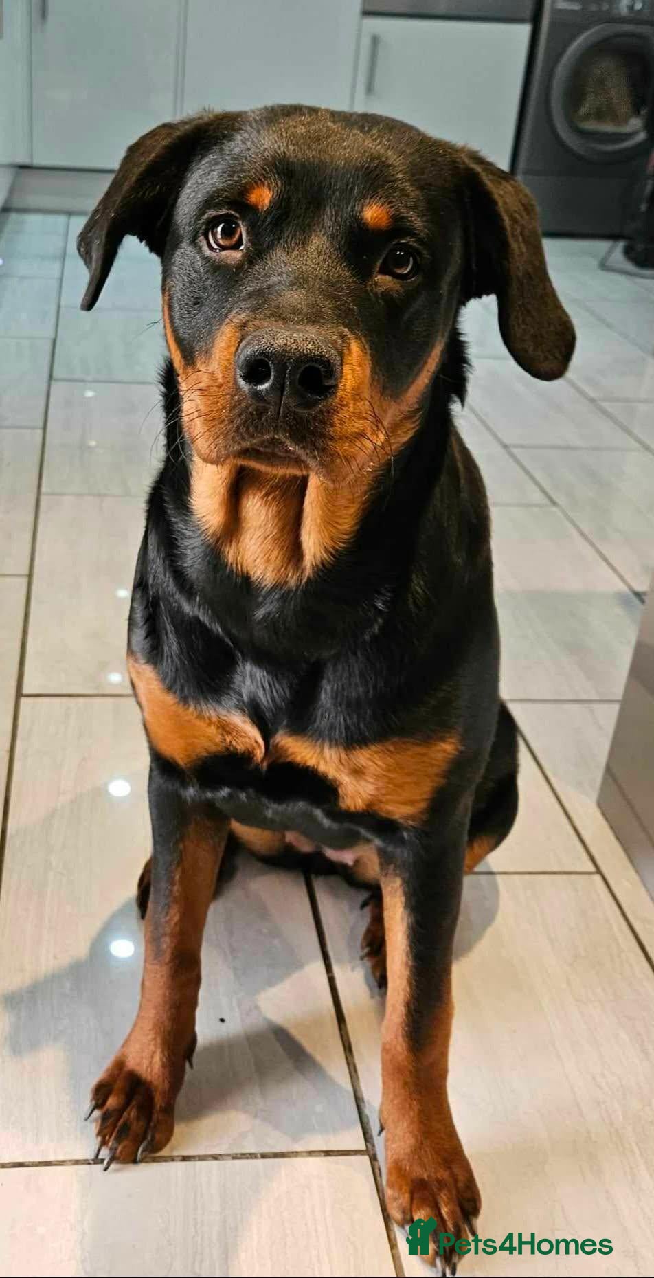 Rottweiler dogs Family-Raised Pedigree Rottweiler Puppies - Advert 1