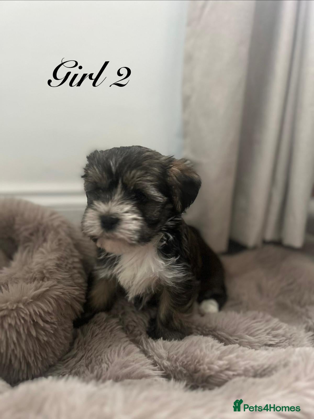 Shorkie dogs 7 adorable shih Tzu X Yorkshire terrier puppies  - Advert 1