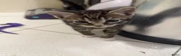 Mixed Breed cats for sale: 3 Beautiful Playful Kittens  - Advert 6