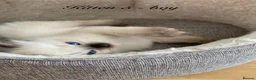 Ragdoll cats for sale: 🐾 Six Adorable Purebred Ragdoll Kittens 🐾 - Advert 37