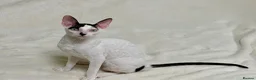 Cornish Rex cats for sale: Cornish Rex Kittens – Ready for Loving Homes - Advert 3