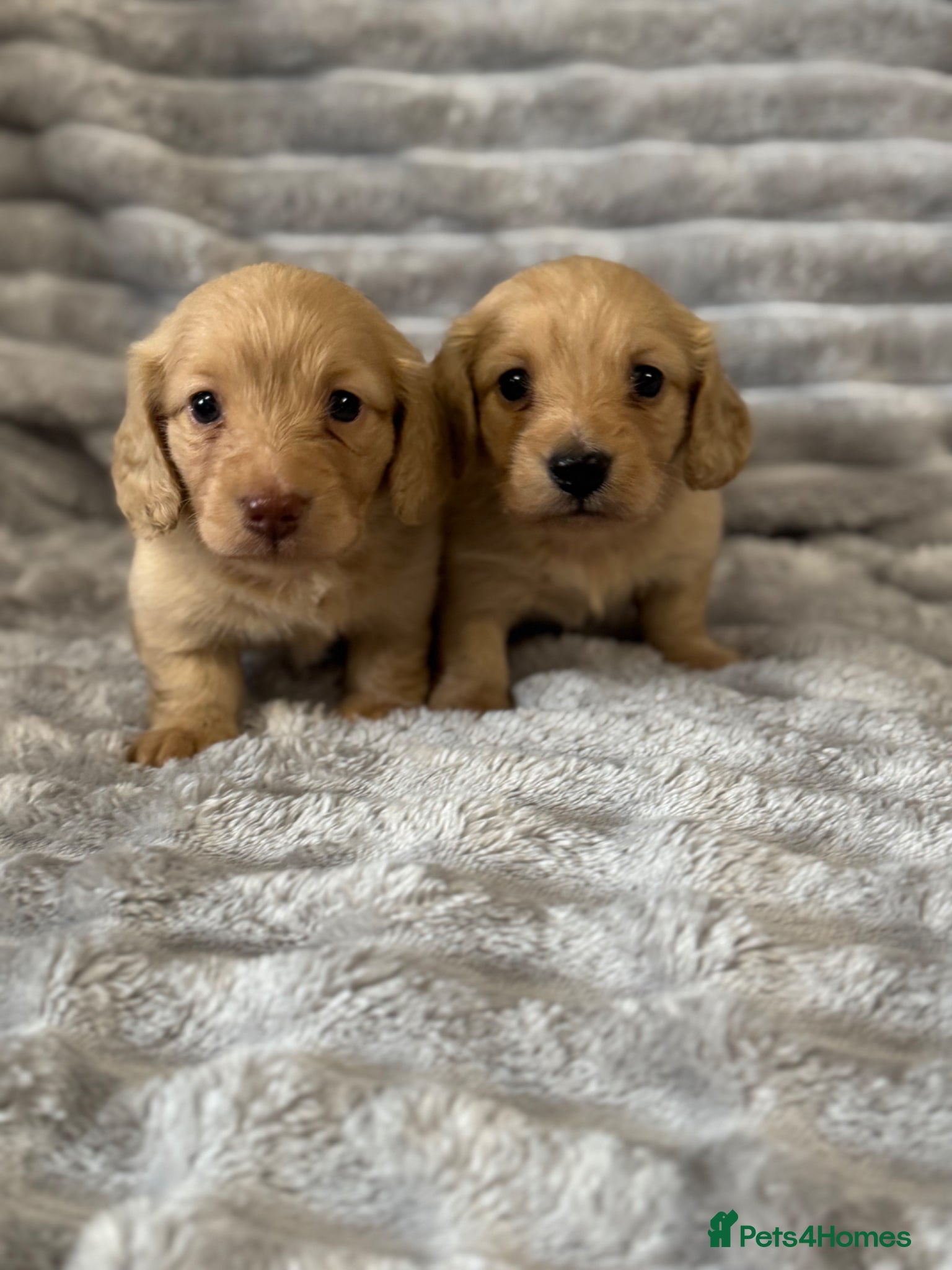 Miniature Dachshund dogs cream long haired mini dachshund puppies for sale - Advert 9