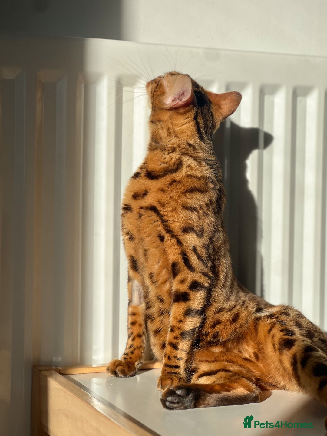 Bengal cats for sale: 2 year old bengal female - Advert 2