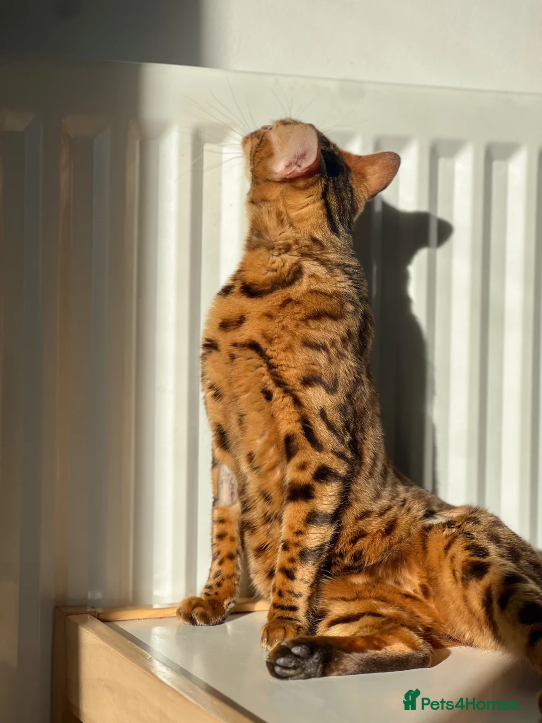 Bengal cats for sale: 2 year old bengal female - Advert 2