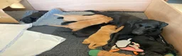 Labrador Retriever dogs for sale: KC Reg Fox Red and Black Labrador Puppies - Advert 9