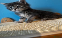 Maine Coon cats for sale: GCCF Maine coon kittens  - Image 2