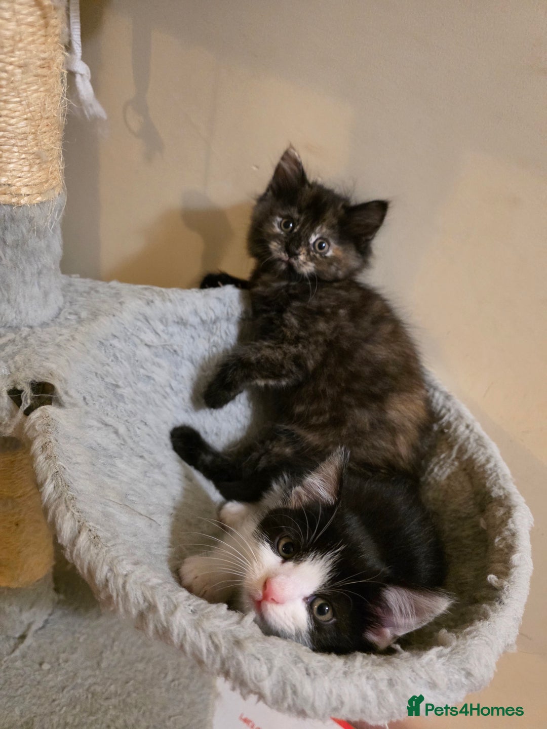 Mixed Breed cats for sale: Adorable longhair and short hair  - Advert 12