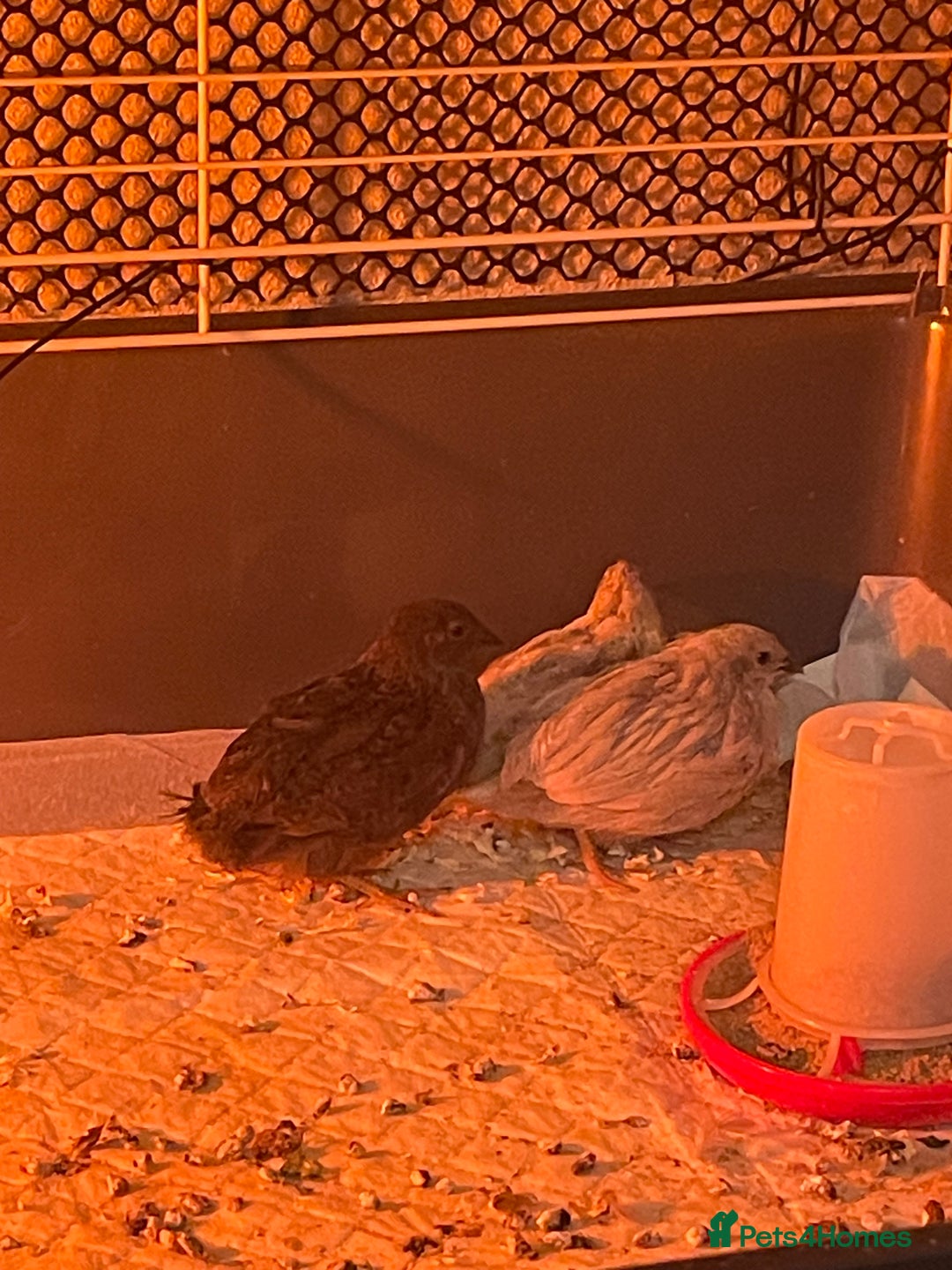 Quail poultry for sale: 3 button quail  - Image 5