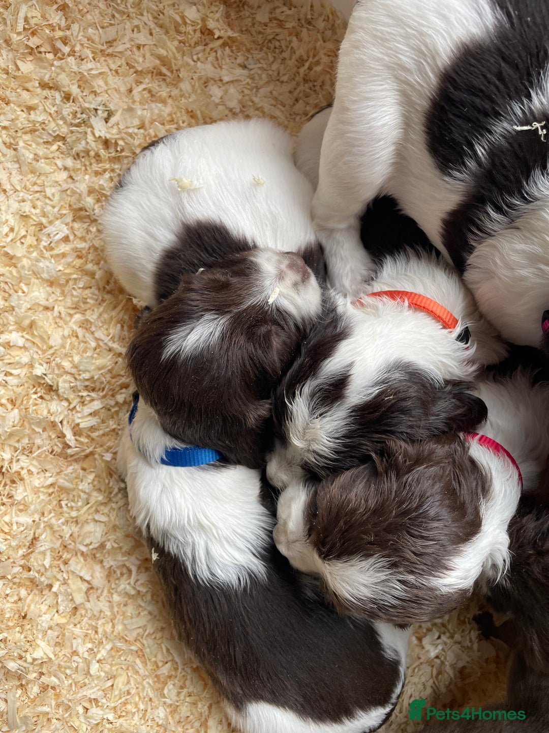 English Springer Spaniel dogs for sale: Working English springer spaniel puppies  - Image 32