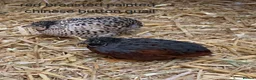 Quail poultry for sale: Various Quail chicks and adults available  - Advert 7
