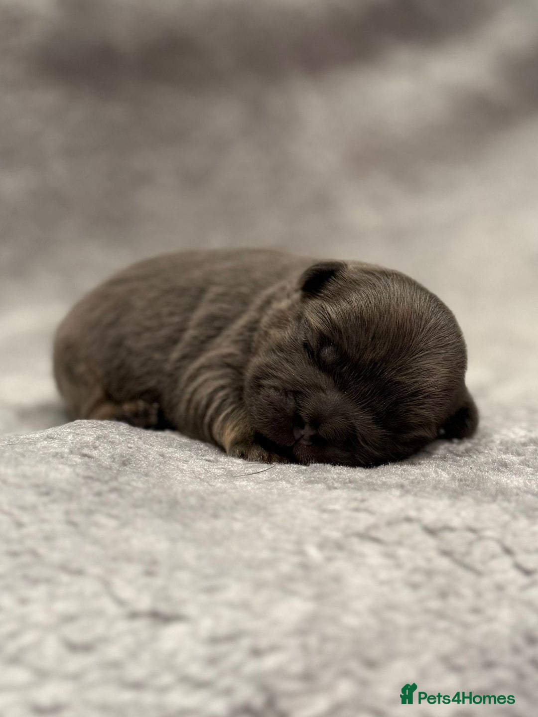 French Bulldog dogs for sale: 5 Full Fluffy French Bulldogs Puppies  - Advert 2