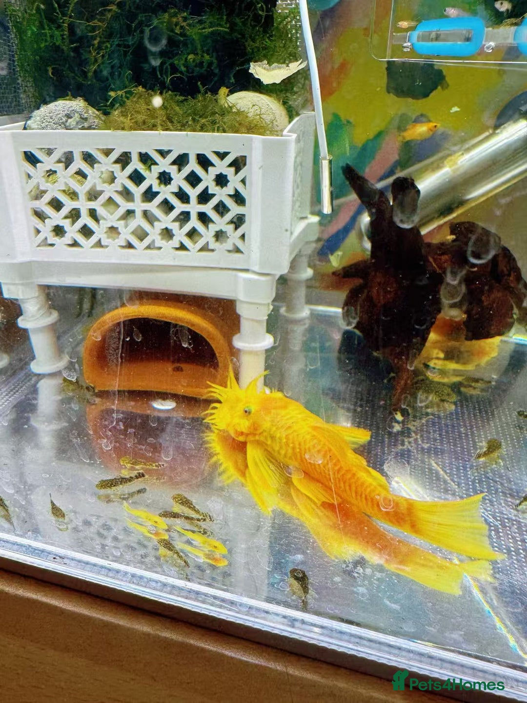 Plecos fish for sale: Beautiful small Platy, Guppy &Pleco – Hobby Tank - Advert 31