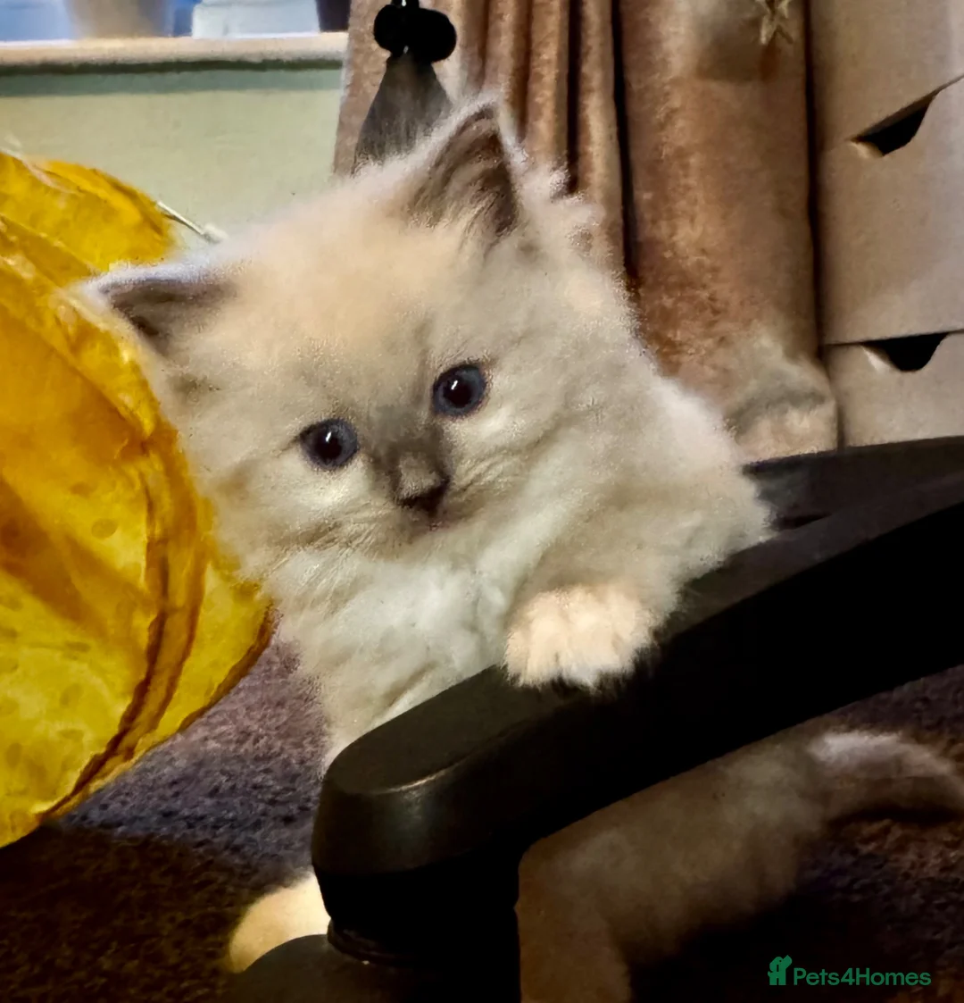 Ragdoll cats for sale: Beautiful Pedigree Ragdoll Kittens  - Advert 2