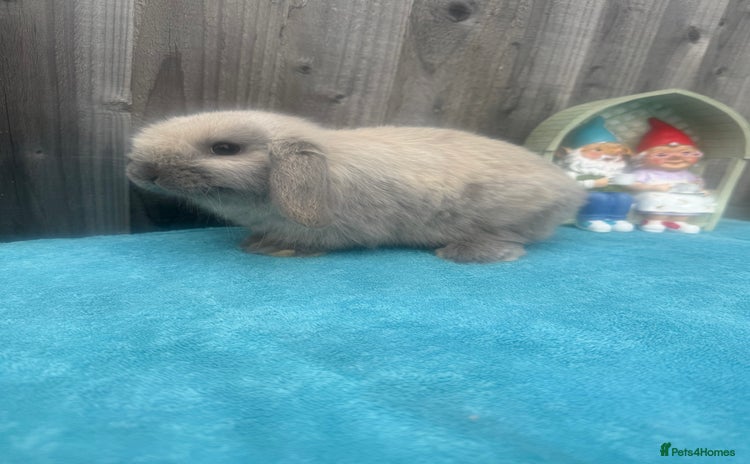 Mini Lop rabbits - Advert 2